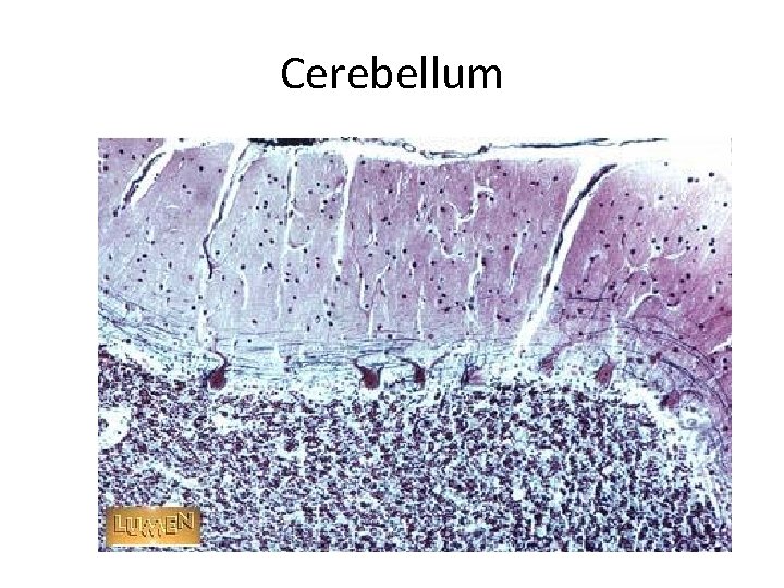 Cerebellum 