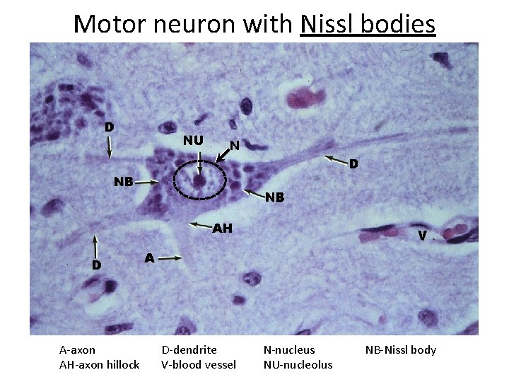 Motor neuron with Nissl bodies D NU N D NB NB AH D A-axon