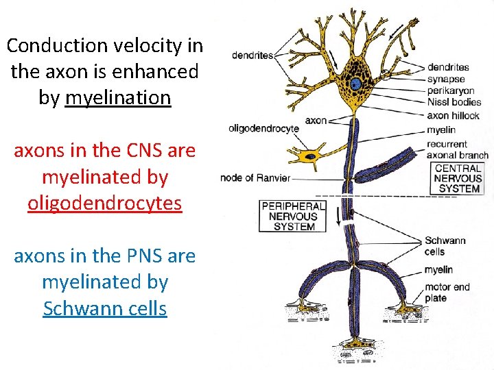 Conduction velocity in the axon is enhanced by myelination axons in the CNS are