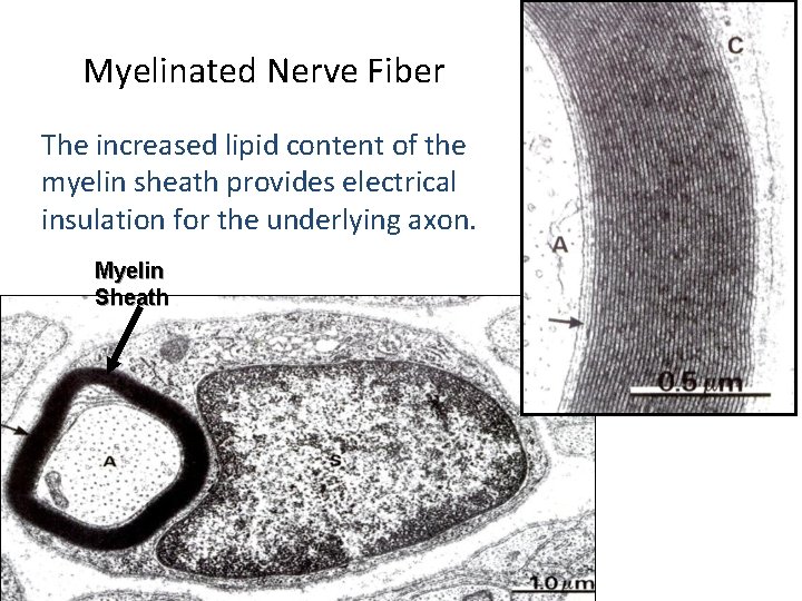 Myelinated Nerve Fiber The increased lipid content of the myelin sheath provides electrical insulation