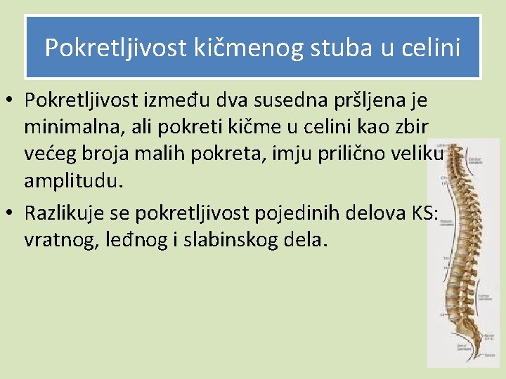 Pokretljivost kičmenog stuba u celini • Pokretljivost između dva susedna pršljena je minimalna, ali