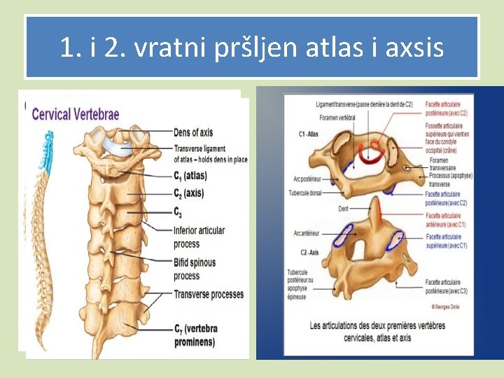 1. i 2. vratni pršljen atlas i axsis 