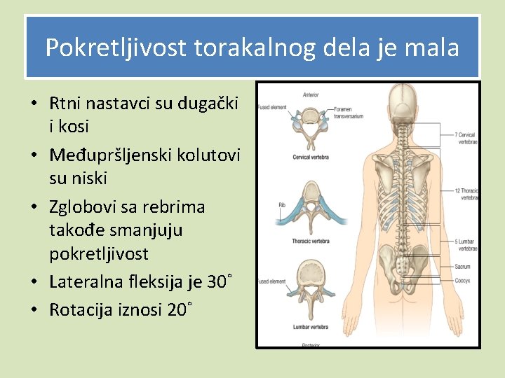 Pokretljivost torakalnog dela je mala • Rtni nastavci su dugački i kosi • Međupršljenski