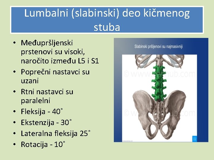 Lumbalni (slabinski) deo kičmenog stuba • Međupršljenski prstenovi su visoki, naročito između L 5