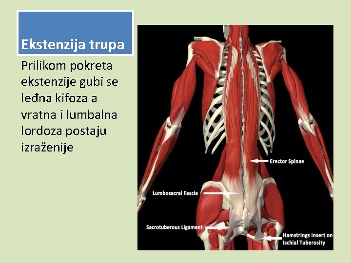 Ekstenzija trupa Prilikom pokreta ekstenzije gubi se leđna kifoza a vratna i lumbalna lordoza