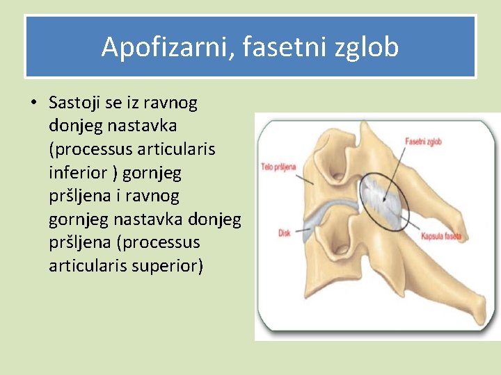 Apofizarni, fasetni zglob • Sastoji se iz ravnog donjeg nastavka (processus articularis inferior )