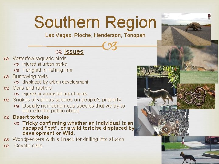 Southern Region Issues Las Vegas, Pioche, Henderson, Tonopah Waterfowl/aquatic birds injured at urban parks