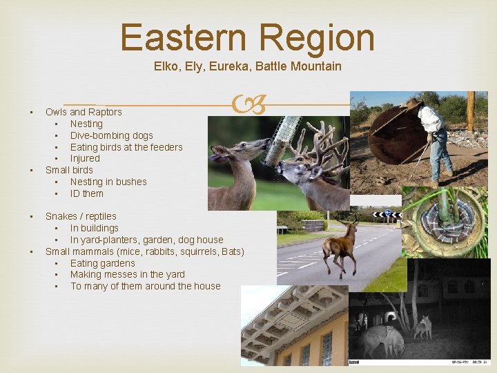 Eastern Region Elko, Ely, Eureka, Battle Mountain • • Owls and Raptors • Nesting