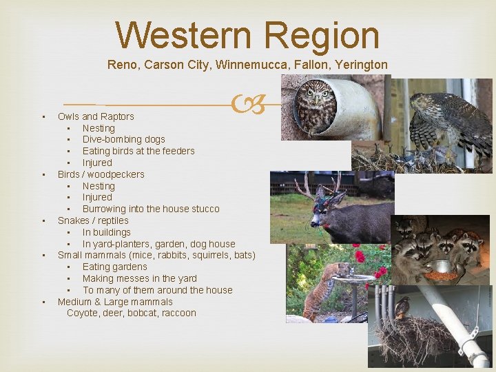 Western Region Reno, Carson City, Winnemucca, Fallon, Yerington • • • Owls and Raptors