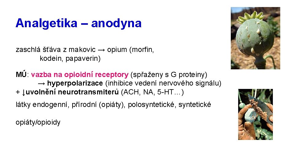 Analgetika – anodyna zaschlá šťáva z makovic → opium (morfin, kodein, papaverin) MÚ: vazba