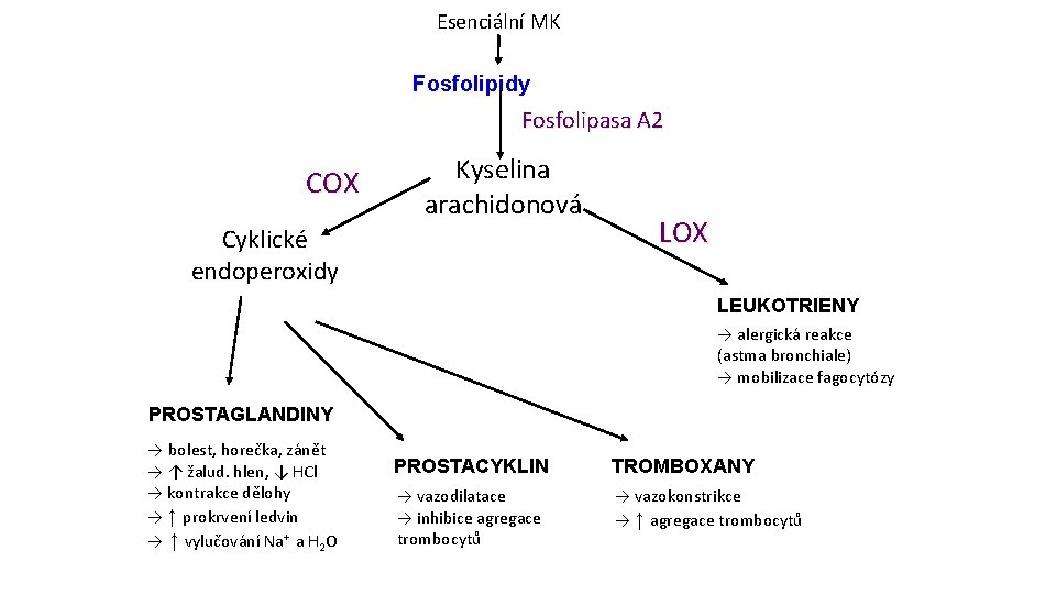 Esenciální MK Fosfolipidy Fosfolipasa A 2 COX Kyselina arachidonová Cyklické endoperoxidy LOX LEUKOTRIENY →