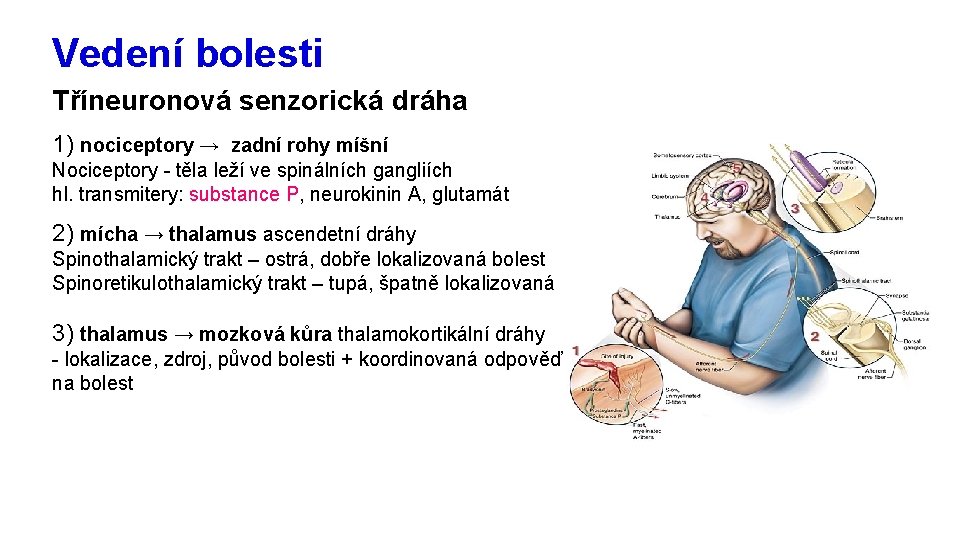 Vedení bolesti Tříneuronová senzorická dráha 1) nociceptory → zadní rohy míšní Nociceptory - těla