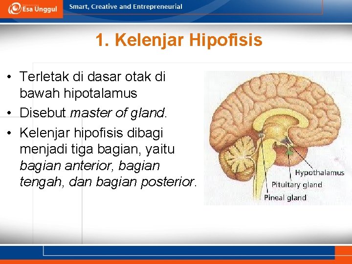 1. Kelenjar Hipofisis • Terletak di dasar otak di bawah hipotalamus • Disebut master