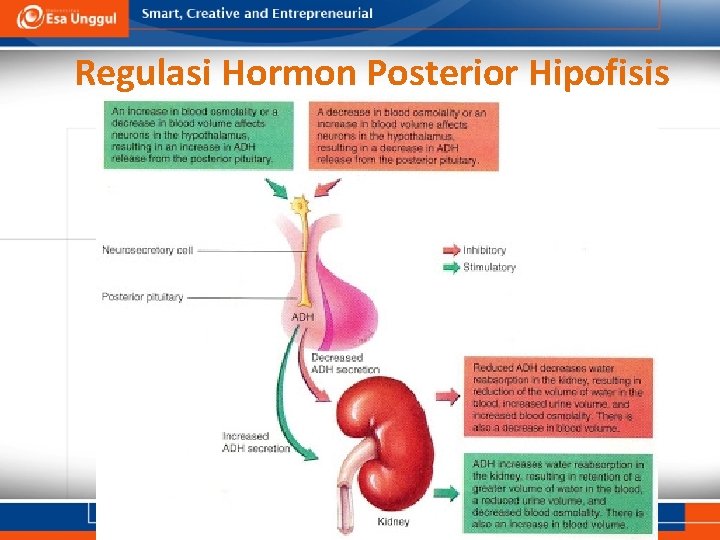 Regulasi Hormon Posterior Hipofisis 