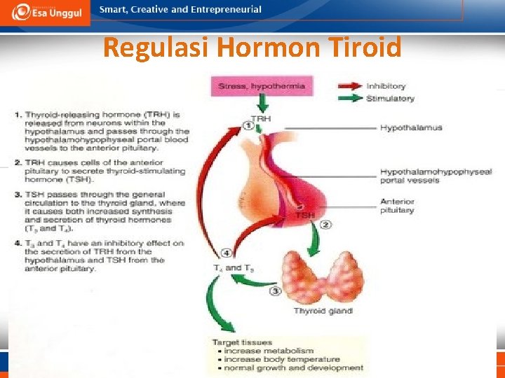 Regulasi Hormon Tiroid 