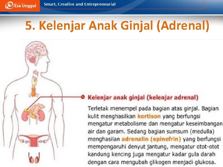 5. Kelenjar Anak Ginjal (Adrenal) 