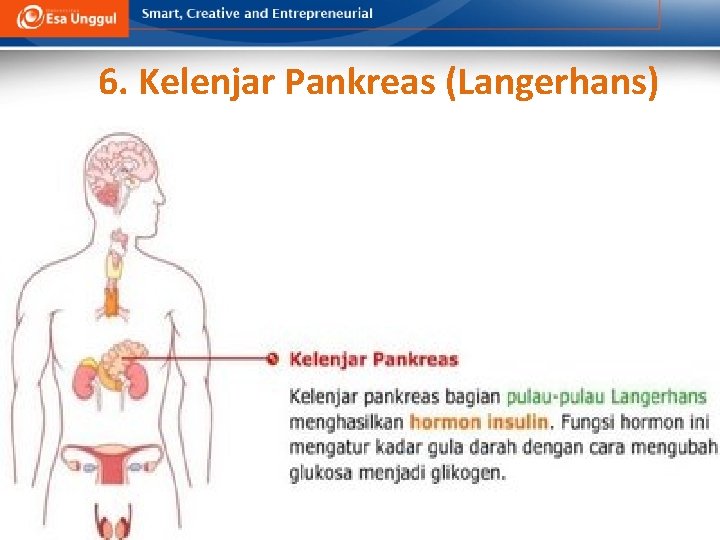 6. Kelenjar Pankreas (Langerhans) 