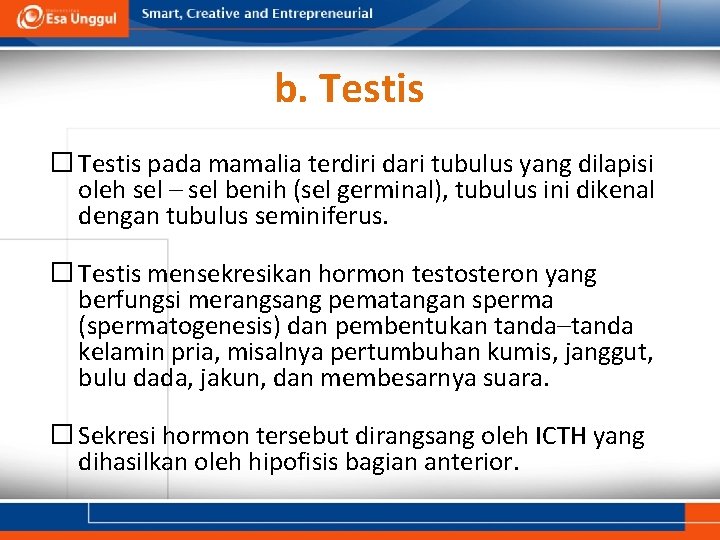 b. Testis � Testis pada mamalia terdiri dari tubulus yang dilapisi oleh sel –