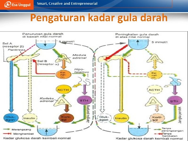 Pengaturan kadar gula darah 