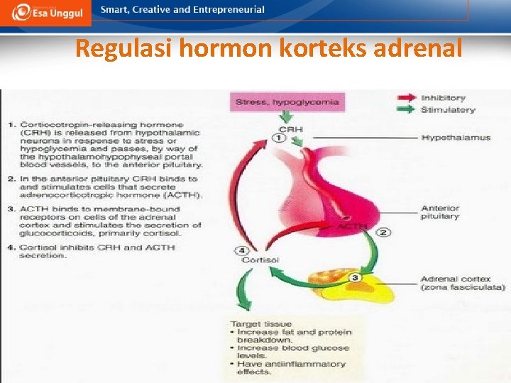 Regulasi hormon korteks adrenal 