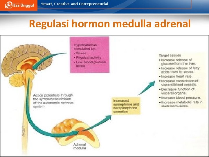 Regulasi hormon medulla adrenal 