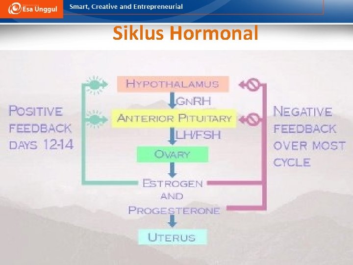 Siklus Hormonal 
