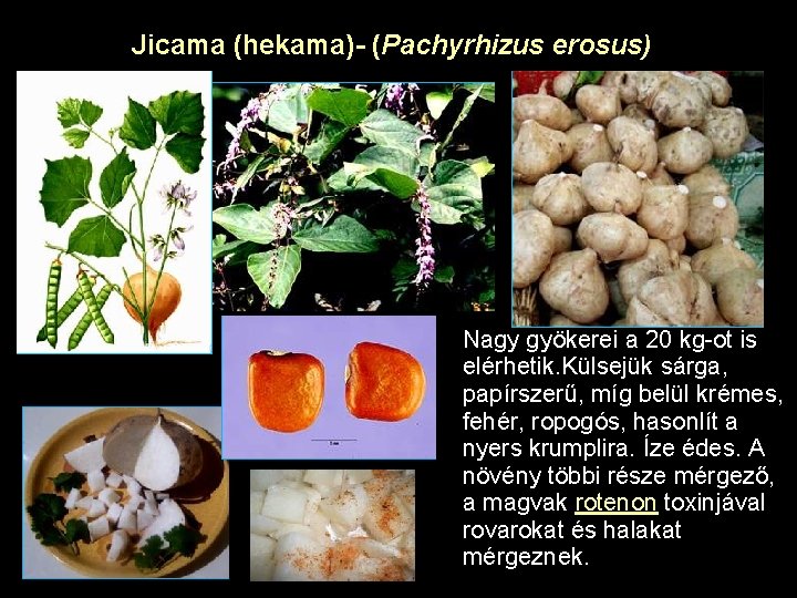 Jicama (hekama)- (Pachyrhizus erosus) Nagy gyökerei a 20 kg-ot is elérhetik. Külsejük sárga, papírszerű,