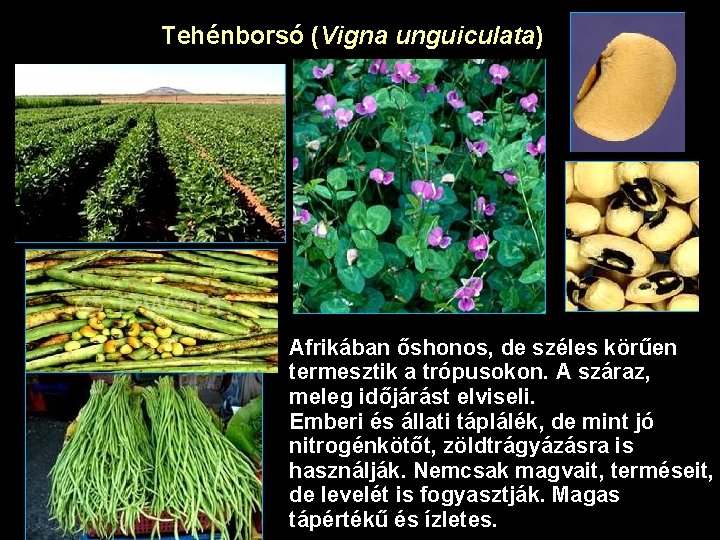 Tehénborsó (Vigna unguiculata) Afrikában őshonos, de széles körűen termesztik a trópusokon. A száraz, meleg