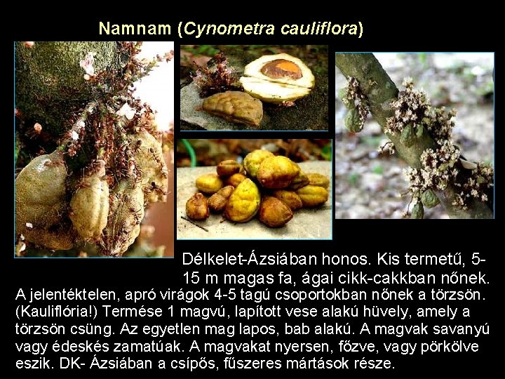 Namnam (Cynometra cauliflora) Délkelet-Ázsiában honos. Kis termetű, 515 m magas fa, ágai cikk-cakkban nőnek.