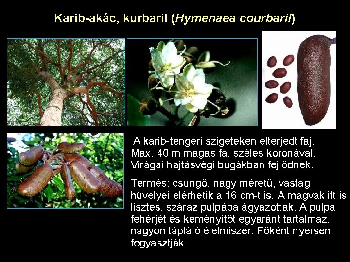 Karib-akác, kurbaril (Hymenaea courbaril) A karib-tengeri szigeteken elterjedt faj. Max. 40 m magas fa,