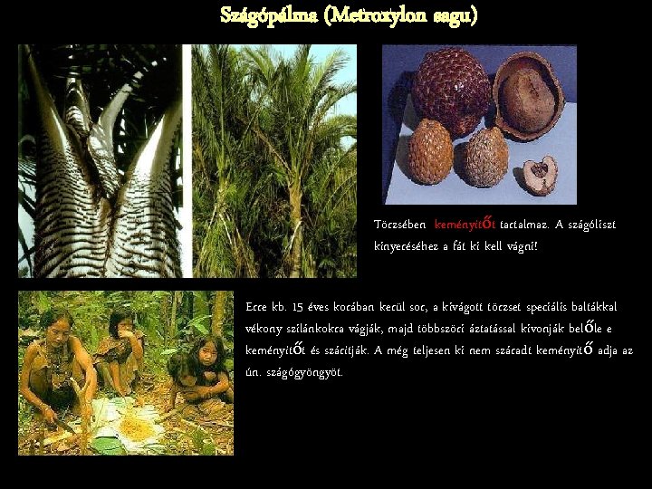 Szágópálma (Metroxylon sagu) Törzsében keményítőt tartalmaz. A szágóliszt kinyeréséhez a fát ki kell vágni!