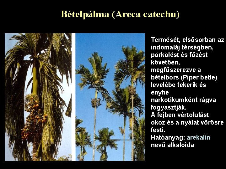 Bételpálma (Areca catechu) Pálmafélék (Arecaceae) Termését, elsősorban az indomaláj térségben, pörkölést és főzést követően,
