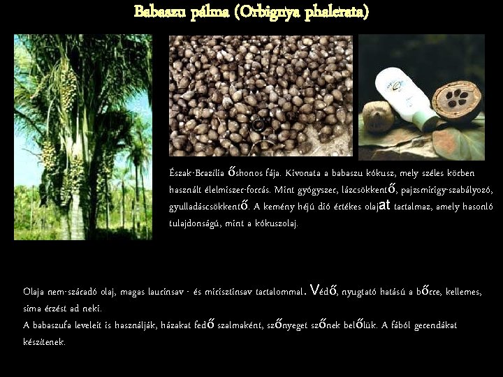 Babaszu pálma (Orbignya phalerata) Észak-Brazília őshonos fája. Kivonata a babaszu kókusz, mely széles körben