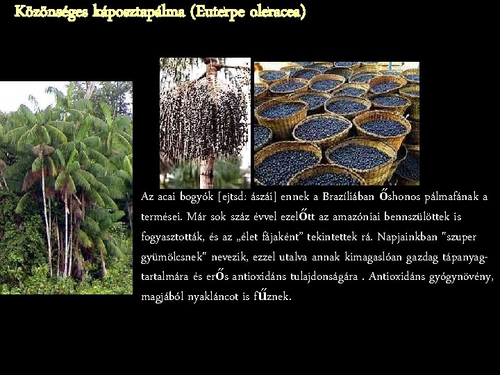 Közönséges káposztapálma (Euterpe oleracea) Az acai bogyók [ejtsd: ászái] ennek a Brazíliában őshonos pálmafának