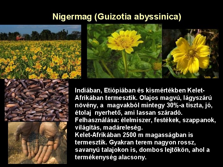 Nigermag (Guizotia abyssinica) Fészkesek (Asteraceae) Indiában, Etiópiában és kismértékben Kelet. Afrikában termesztik. Olajos magvú,