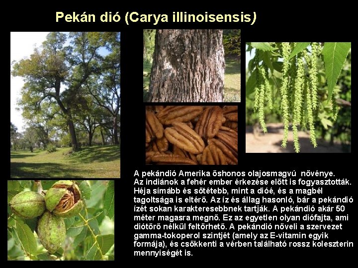 Pekán dió (Carya illinoisensis) A pekándió Amerika őshonos olajosmagvú növénye. Az indiánok a fehér