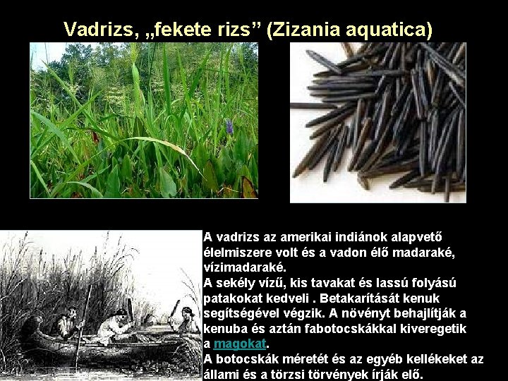 Vadrizs, „fekete rizs” (Zizania aquatica) A vadrizs az amerikai indiánok alapvető élelmiszere volt és