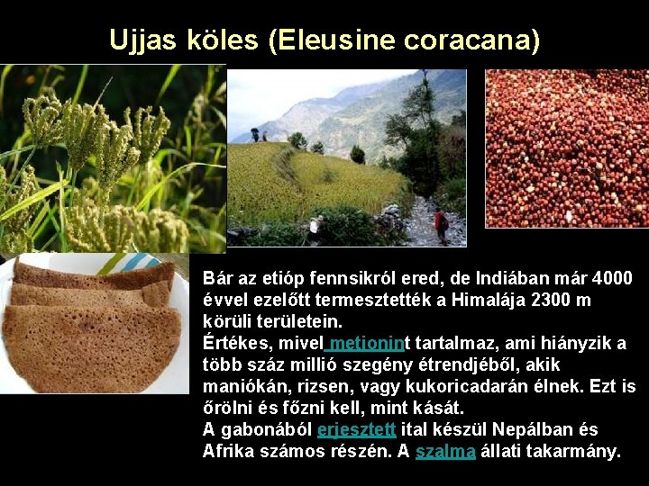 Ujjas köles (Eleusine coracana) Bár az etióp fennsikról ered, de Indiában már 4000 évvel