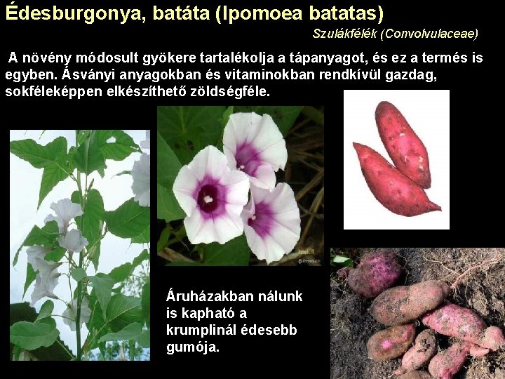 Édesburgonya, batáta (Ipomoea batatas) Szulákfélék (Convolvulaceae) A növény módosult gyökere tartalékolja a tápanyagot, és