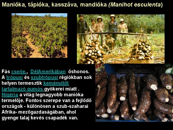 Manióka, tápióka, kasszáva, mandióka (Manihot esculenta) Manióka Fás cserje, , Dél. Amerikában őshonos. A