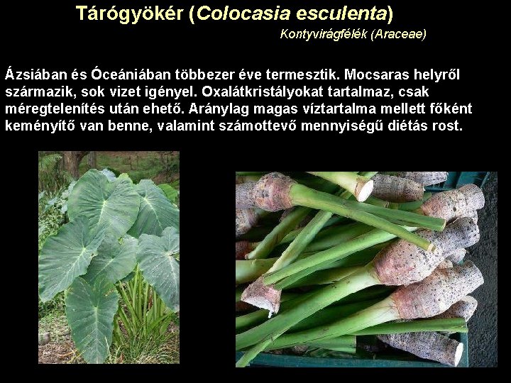 Tárógyökér (Colocasia esculenta) Kontyvirágfélék (Araceae) Ázsiában és Óceániában többezer éve termesztik. Mocsaras helyről származik,