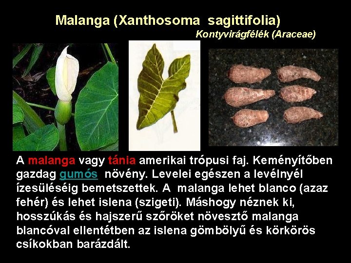 Malanga (Xanthosoma sagittifolia) Kontyvirágfélék (Araceae) A malanga vagy tánia amerikai trópusi faj. Keményítőben gazdag