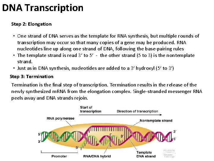 DNA Transcription Step 2: Elongation • One strand of DNA serves as the template