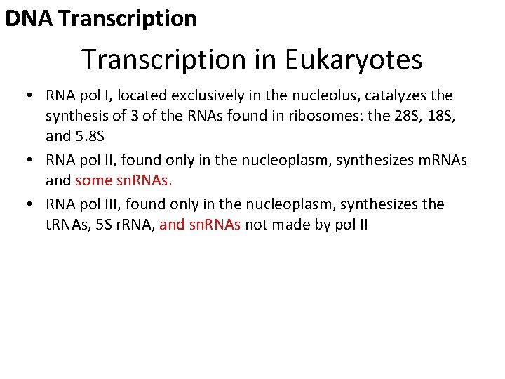 DNA Transcription in Eukaryotes • RNA pol I, located exclusively in the nucleolus, catalyzes