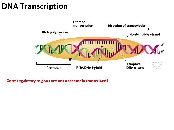 DNA Transcription Gene regulatory regions are not necessarily transcribed! 