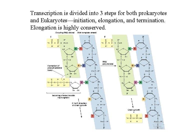 Transcription is divided into 3 steps for both prokaryotes and Eukaryotes—initiation, elongation, and termination.