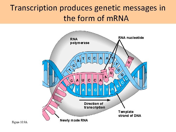 Transcription produces genetic messages in the form of m. RNA polymerase RNA nucleotide Direction