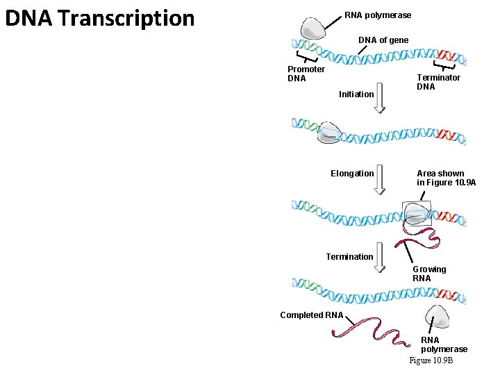 DNA Transcription RNA polymerase DNA of gene Promoter DNA Initiation Elongation Terminator DNA Area