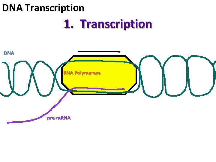 DNA Transcription 1. Transcription DNA RNA Polymerase pre-m. RNA 
