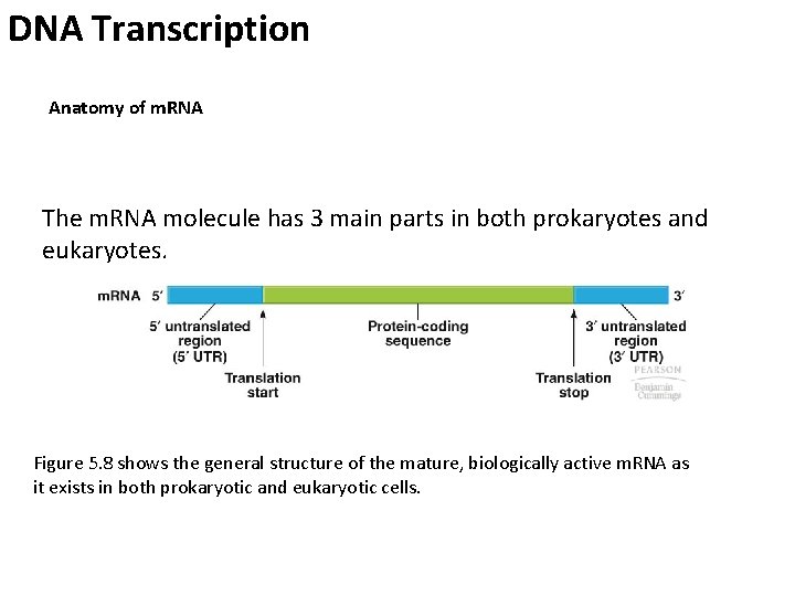 DNA Transcription Anatomy of m. RNA The m. RNA molecule has 3 main parts